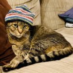 xander cat death pet loss