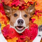 autumn dad jokes surpised dog leaves 1