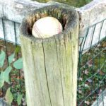 baseball in fence post