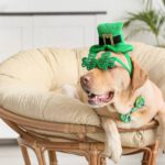 irish sitter st patrick's day dad jokes