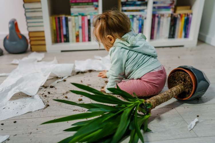 misbehavior first thought baby knocks over plant