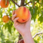peach picking orchard 1